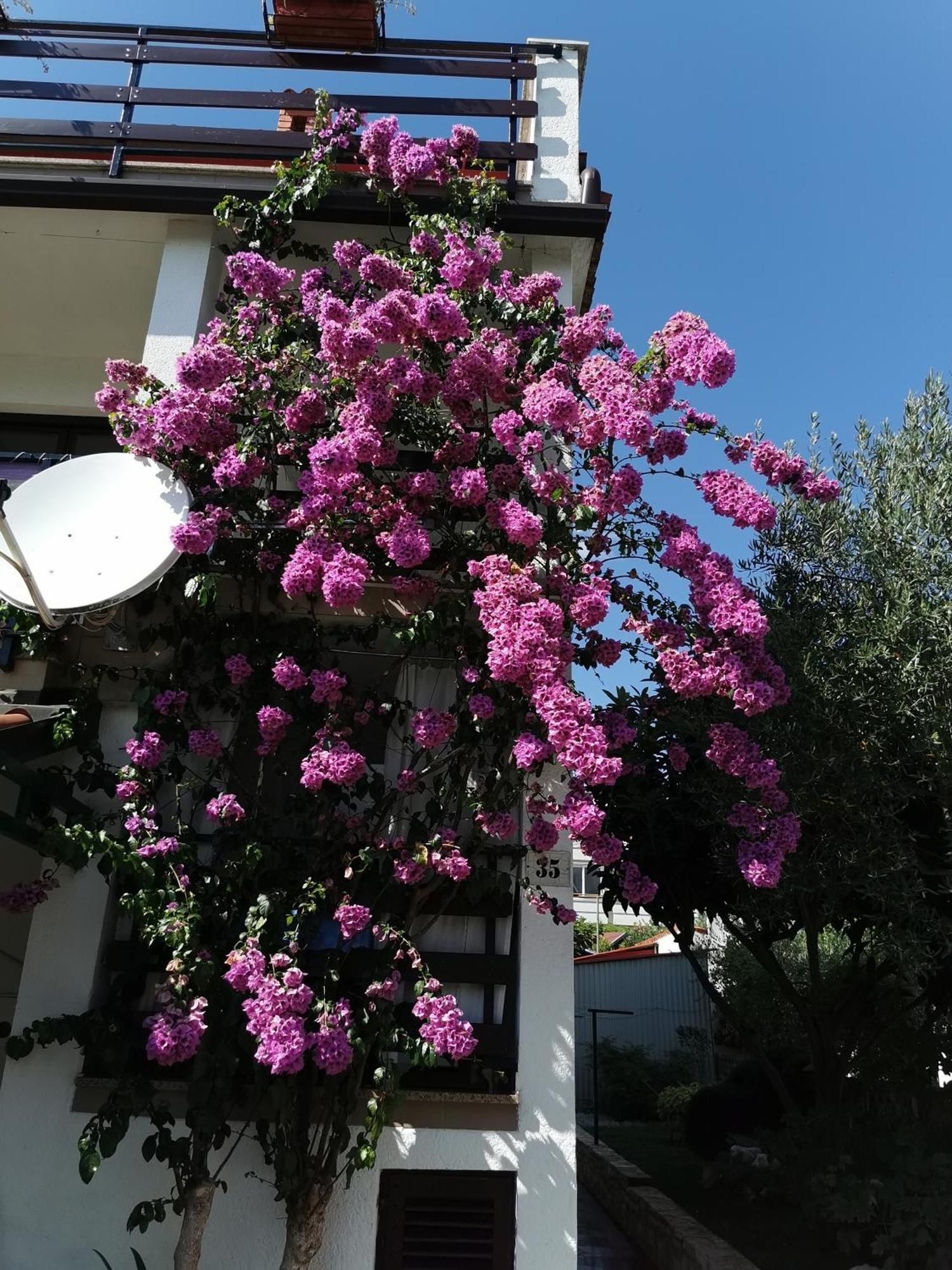 Apartments Anic Novigrad Istria Buitenkant foto